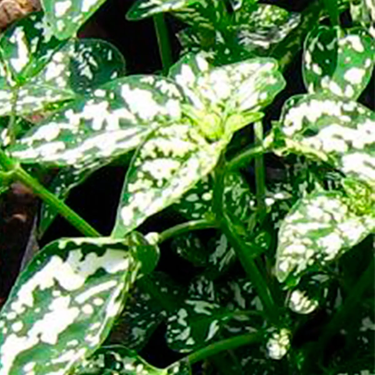 4 ESTACIONES - Planta Natural Hipoestes Blanco