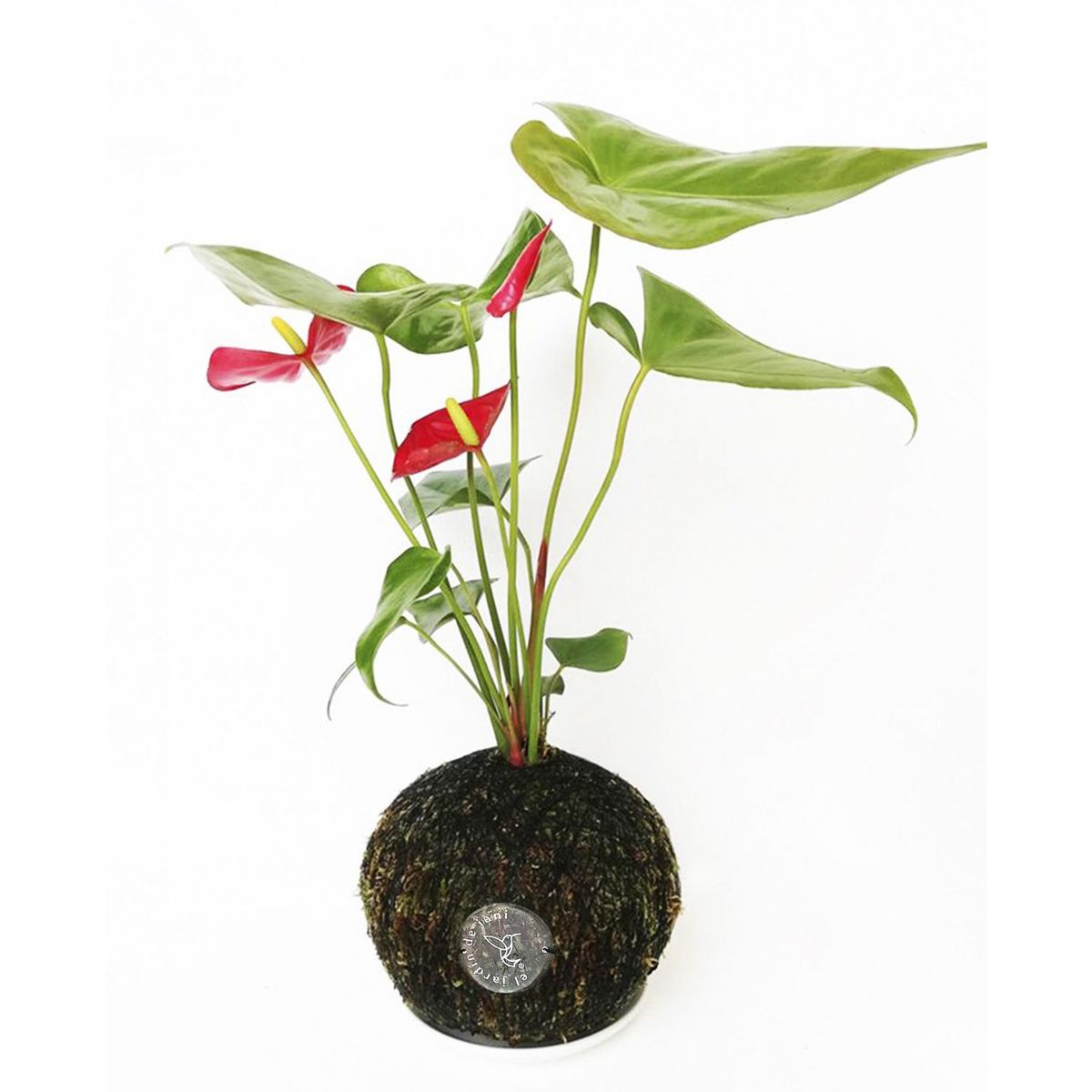 EL JARDIN DE JANI - Kokedama Anturio Rojo