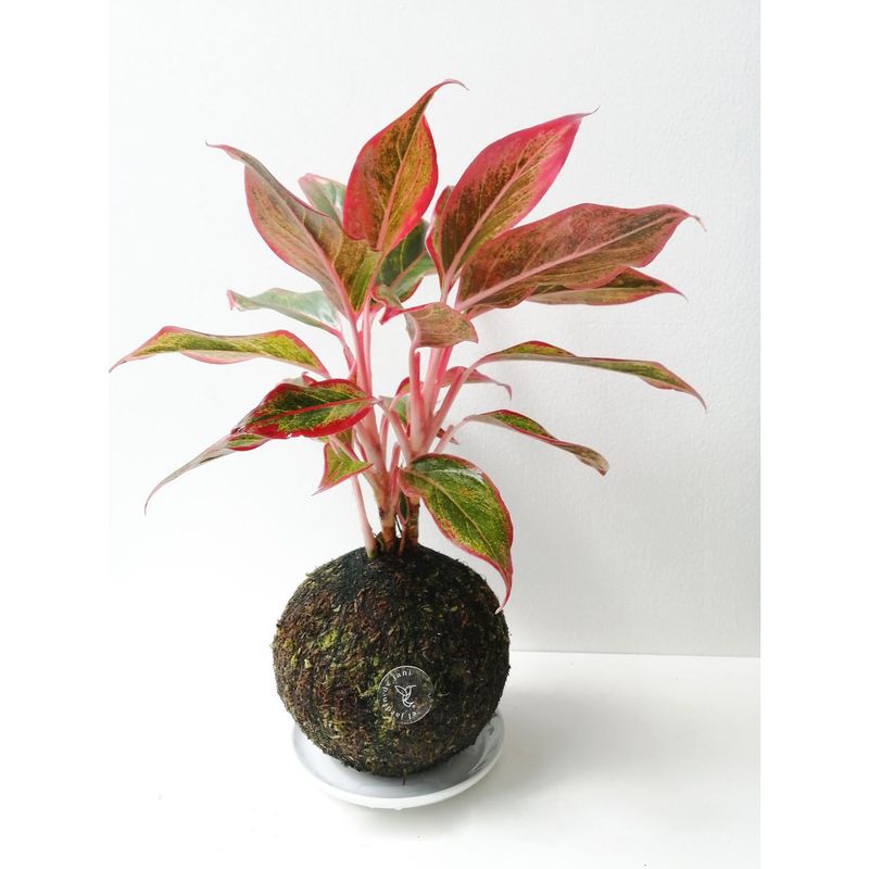 EL JARDIN DE JANI - Kokedama Aglaonema Roja