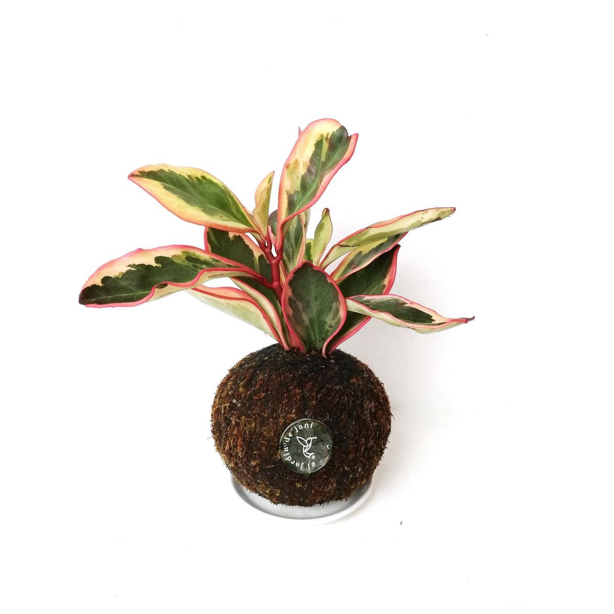 EL JARDIN DE JANI - Kokedama Peperomia Roja