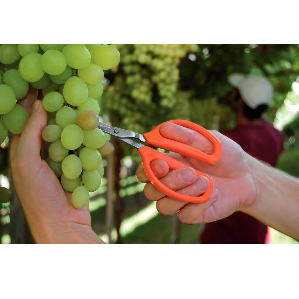 TRAMONTINA - Tijera Para Cosecha Metal/Plástico Naranja 7.7x1.1x