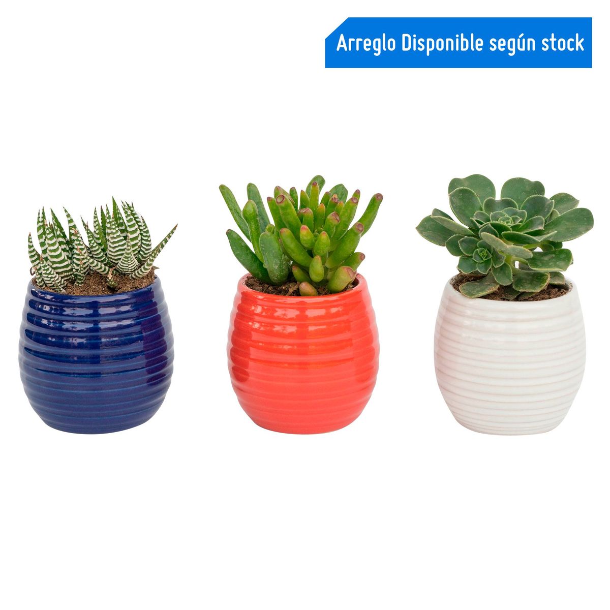 4 ESTACIONES - Cactus en Maceta Piña