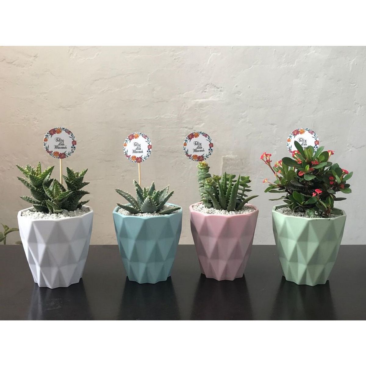 VIVERO 4 ESTACIONES - Cactus en Maceta Geométrica Acrílica