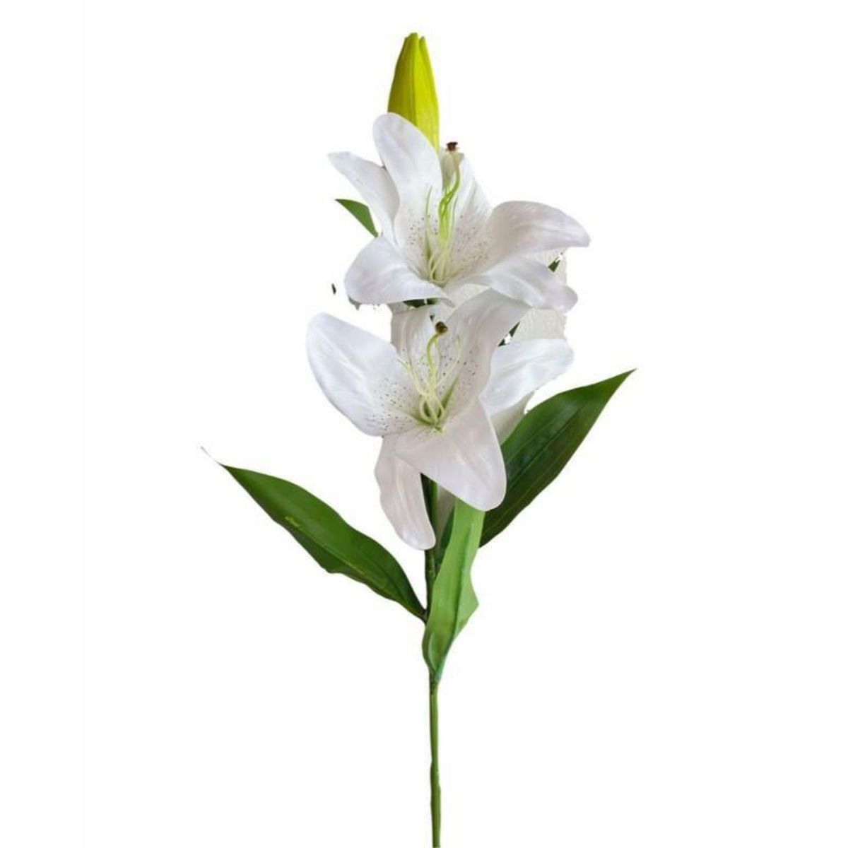 GENERICO - Lirio Grande Blanco