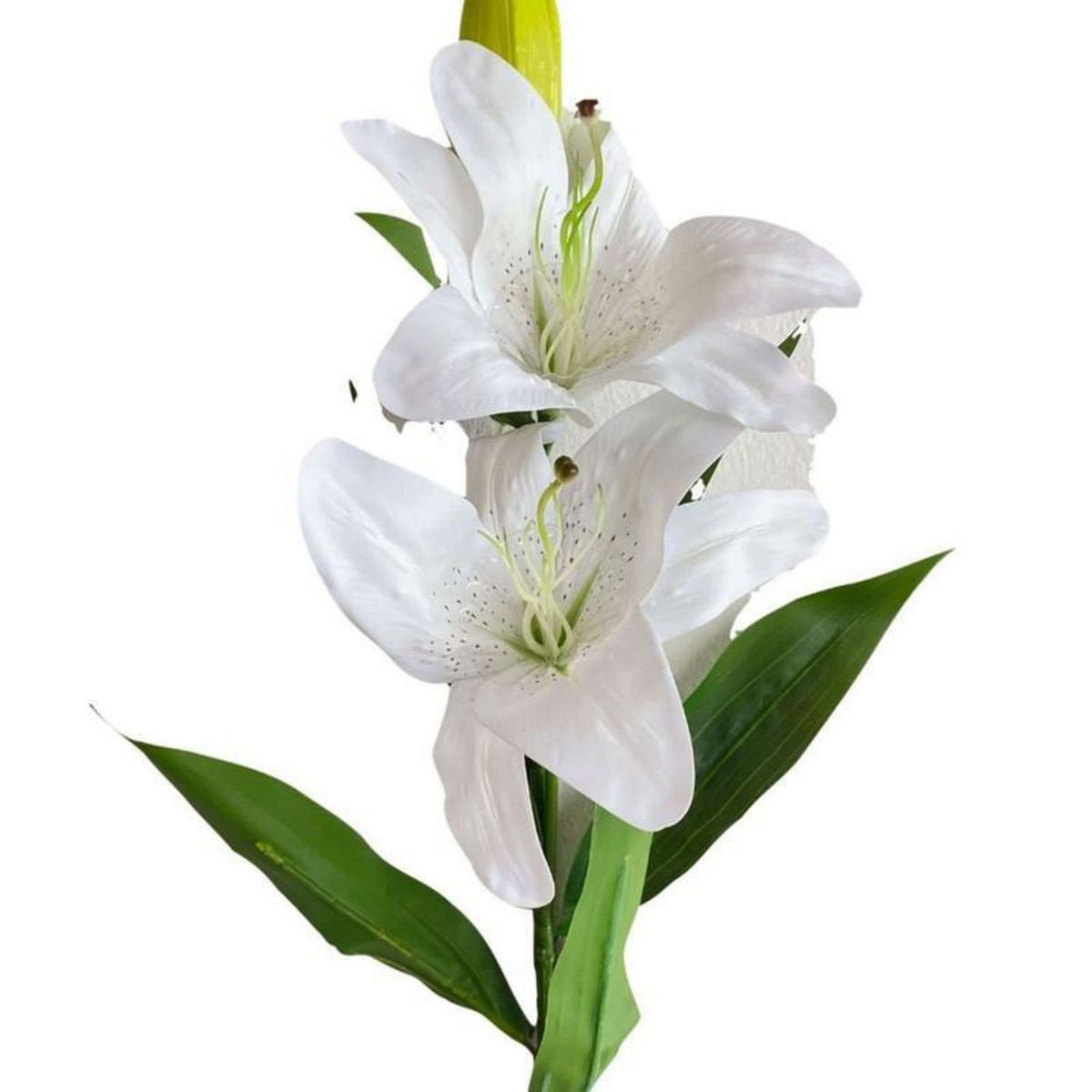 GENERICO - Lirio Grande Blanco