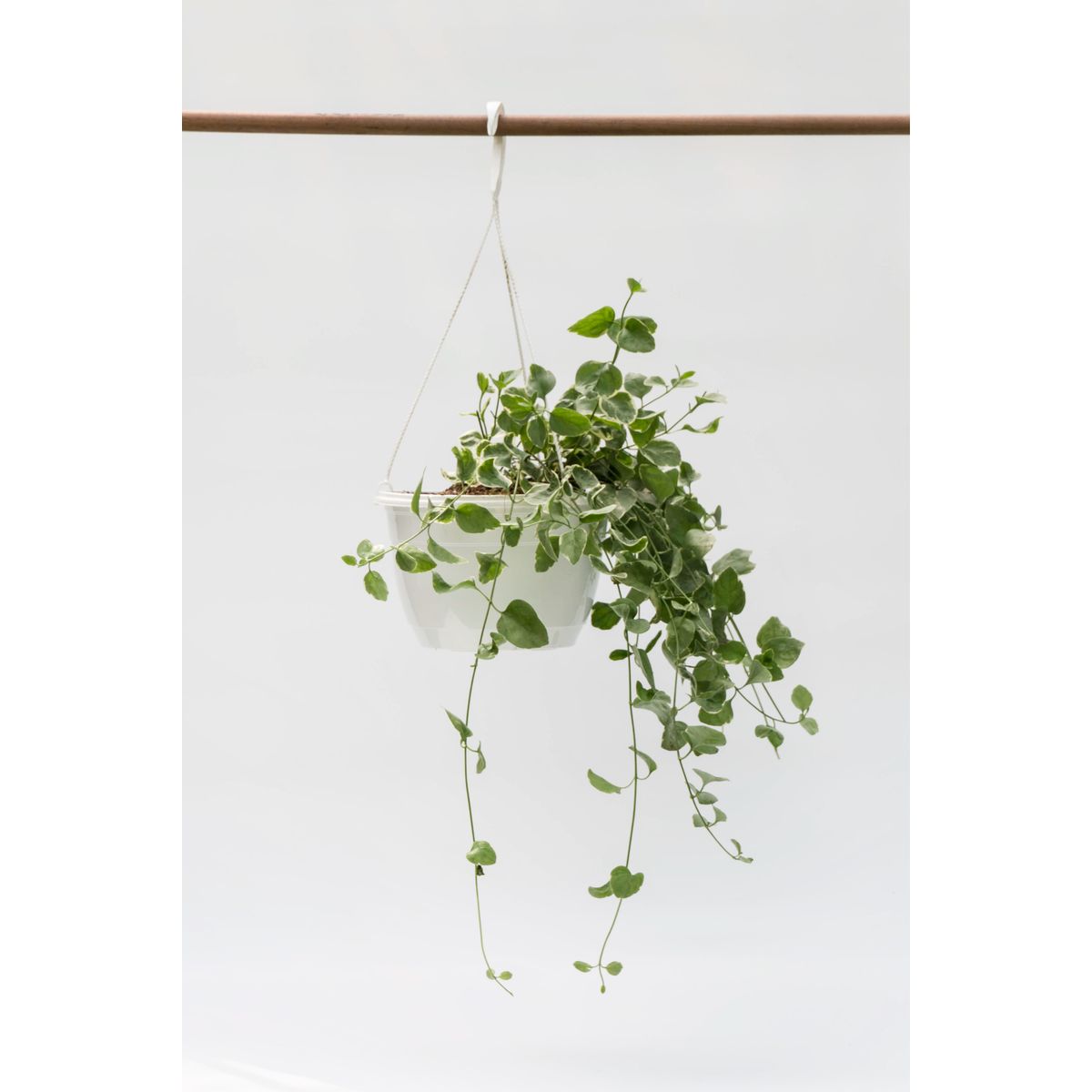 4 ESTACIONES - Vinca Colgante