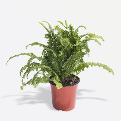 Planta Natural Helecho Negro