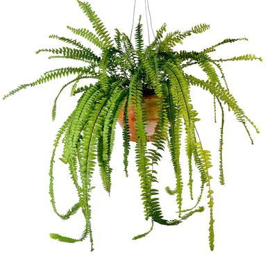 Planta Natural Helecho Babilonico