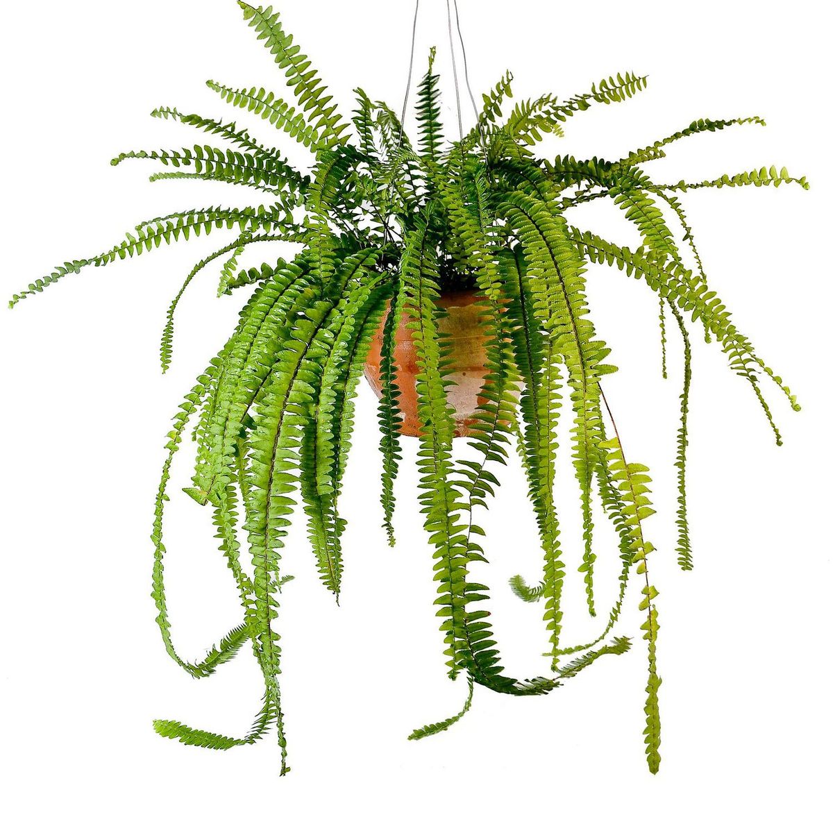 4 ESTACIONES - Planta Natural Helecho Babilonico