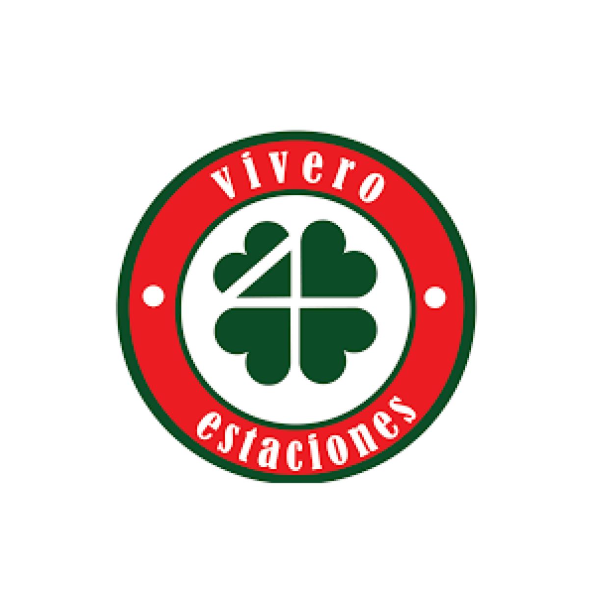 4 ESTACIONES - Planta Natural Helecho Babilonico