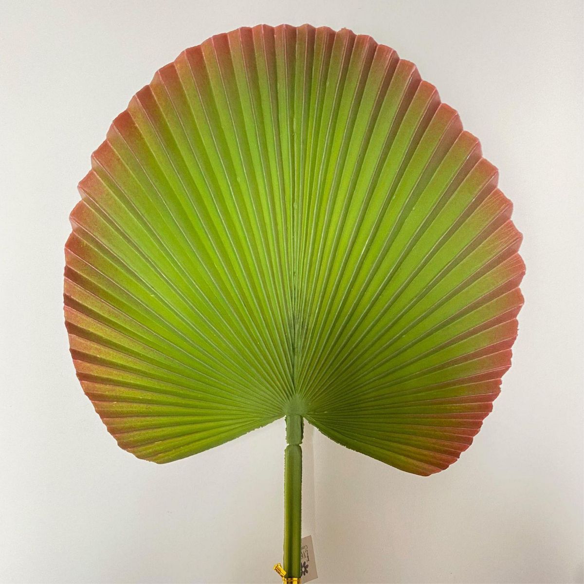 GENERICO - Hoja de Abanico Verde