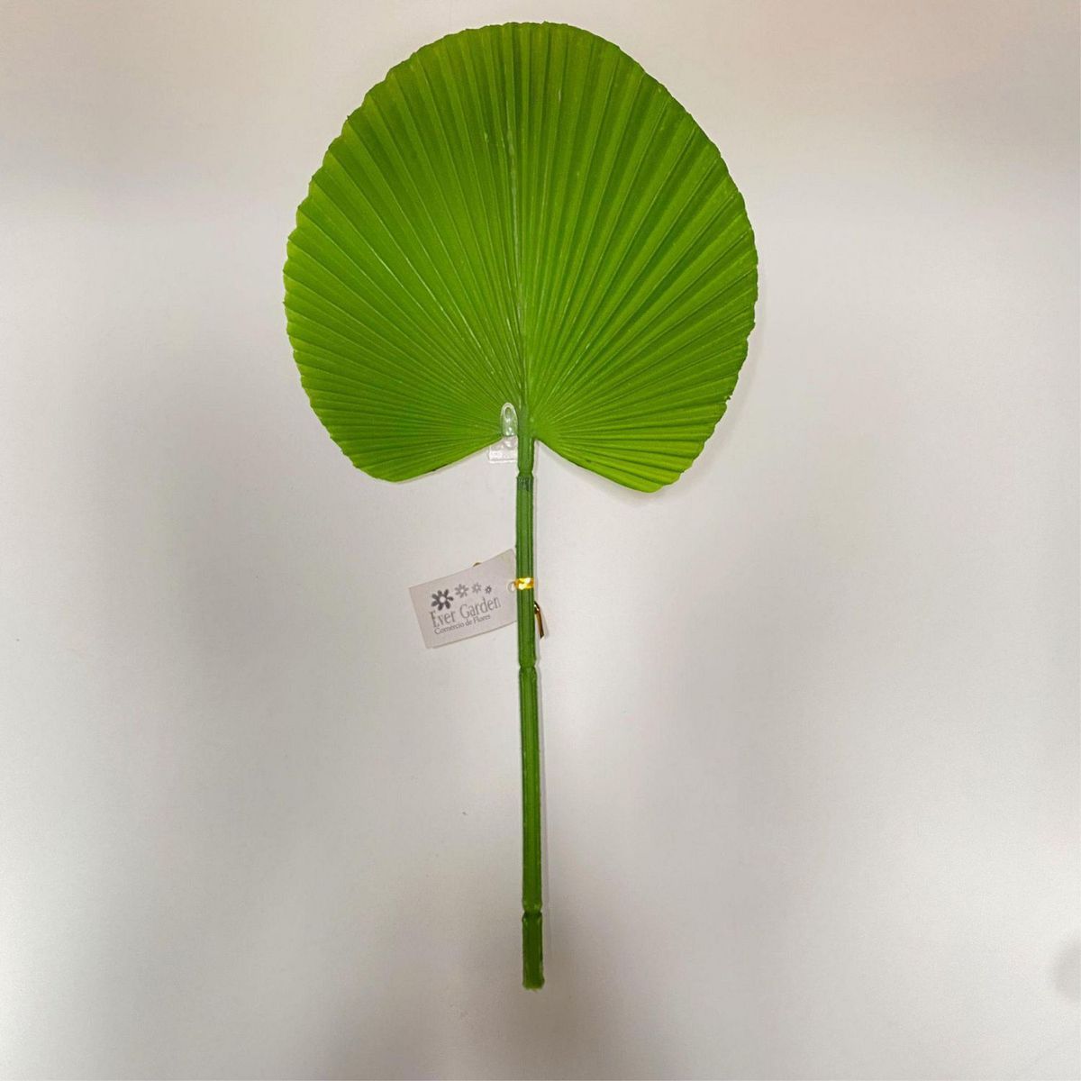 GENERICO - Hoja de Abanico Verde