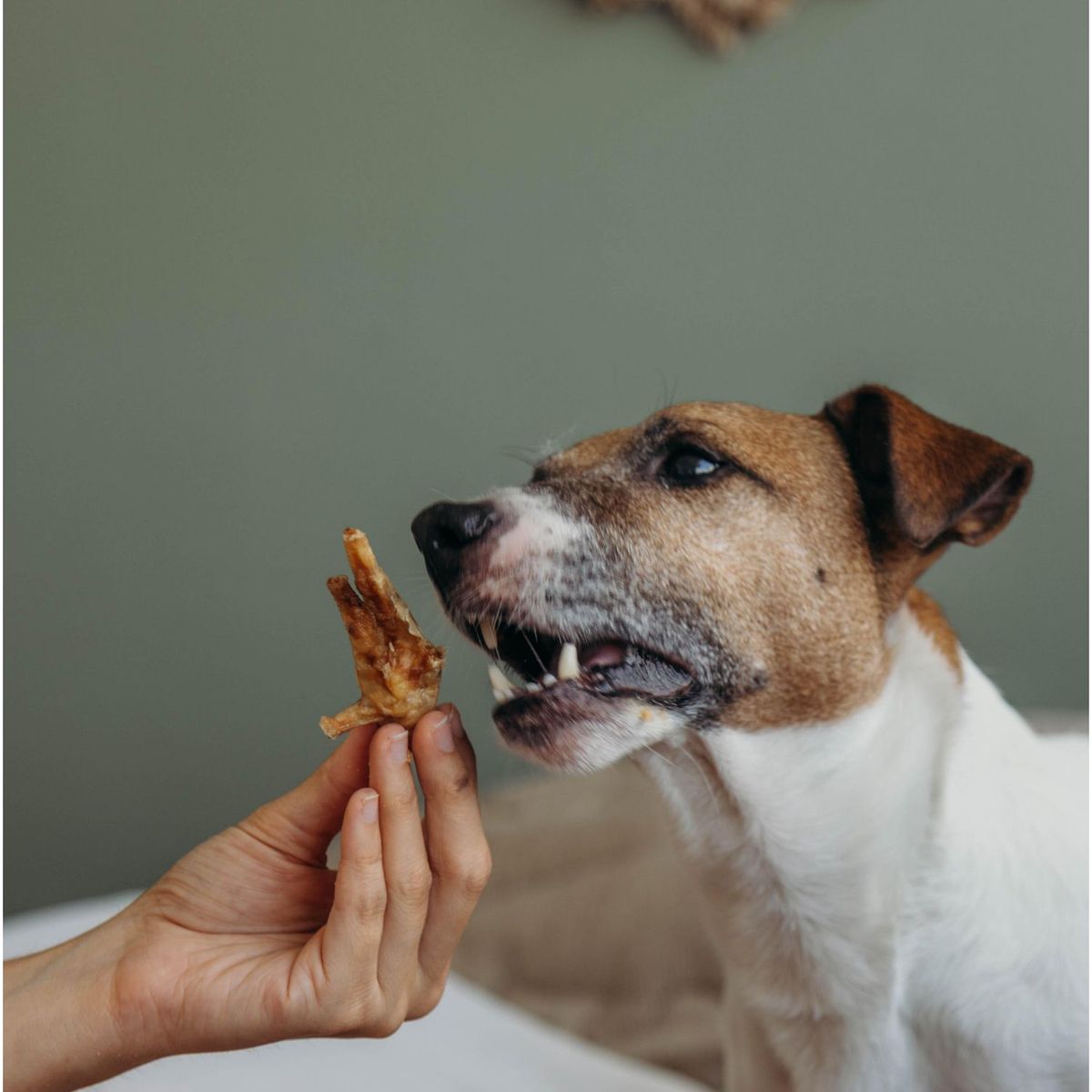 RAMBALA - Patas de Pollo 10 unidades