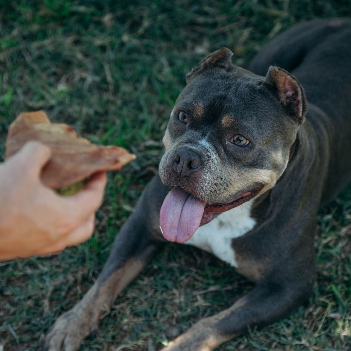 RAMBALA - Orejas de Cerdo 4 unidades