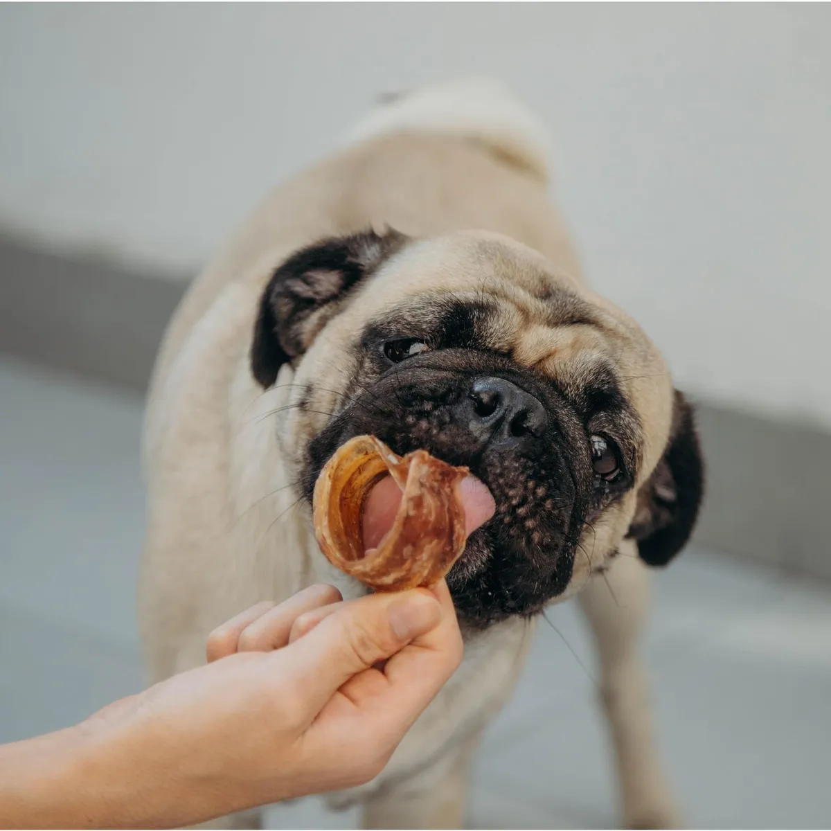 RAMBALA - Aritos de Res 10 unidades