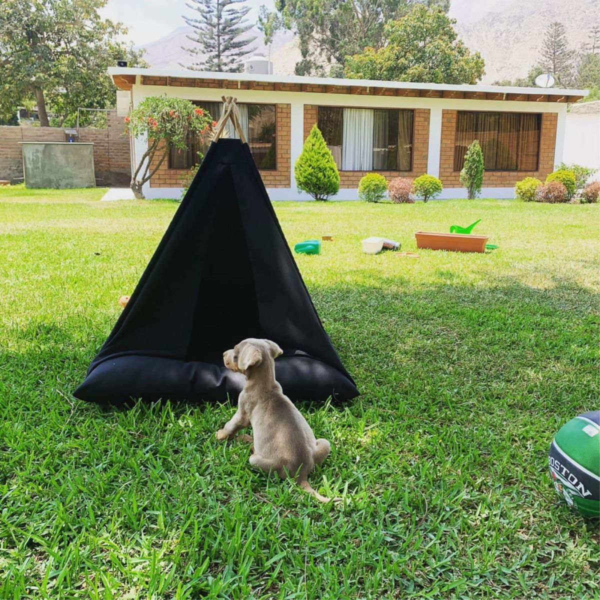 PETIZOOS - Tipi para Perro Negro Talla S