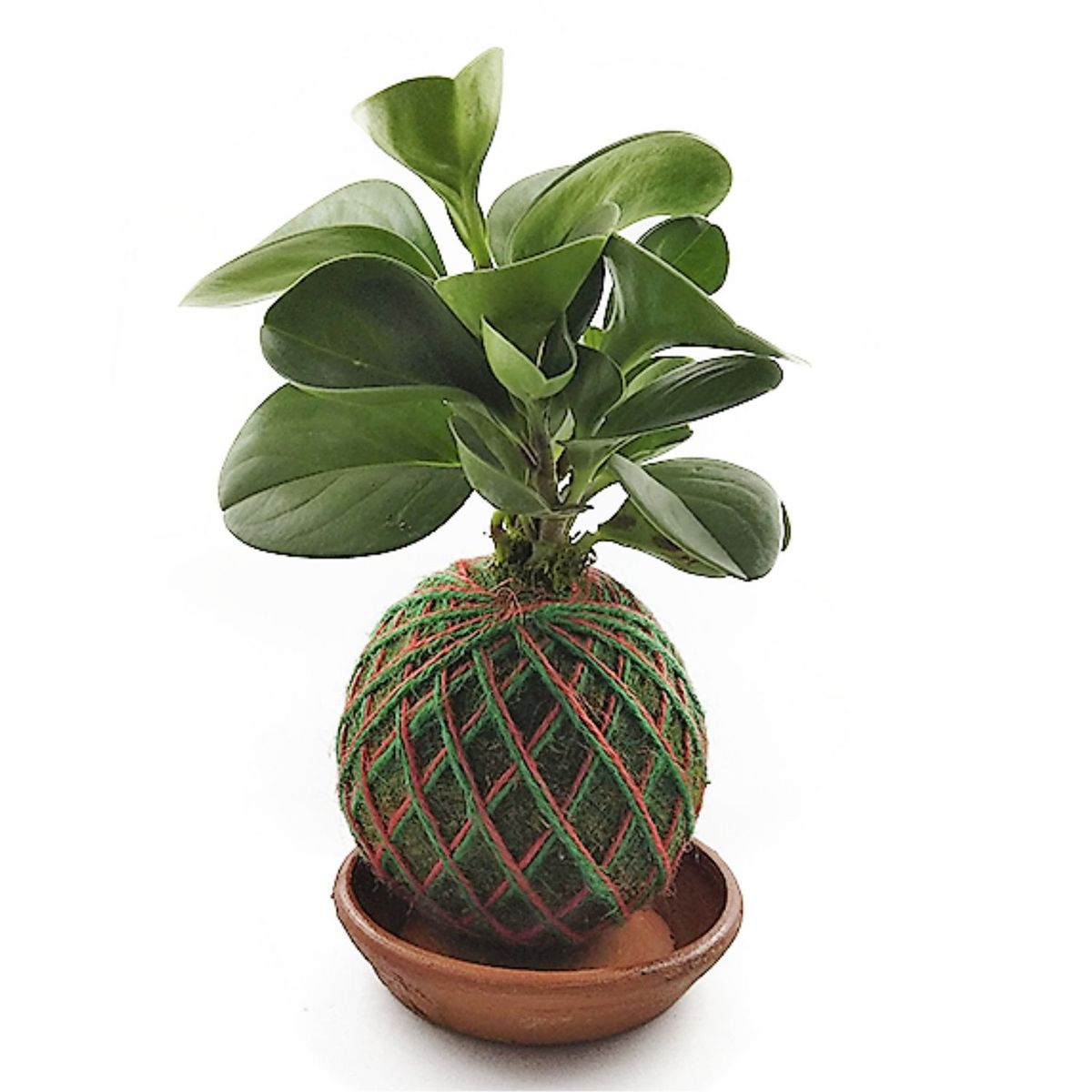 KOKEMARU - Kokedama Peperomia Verde
