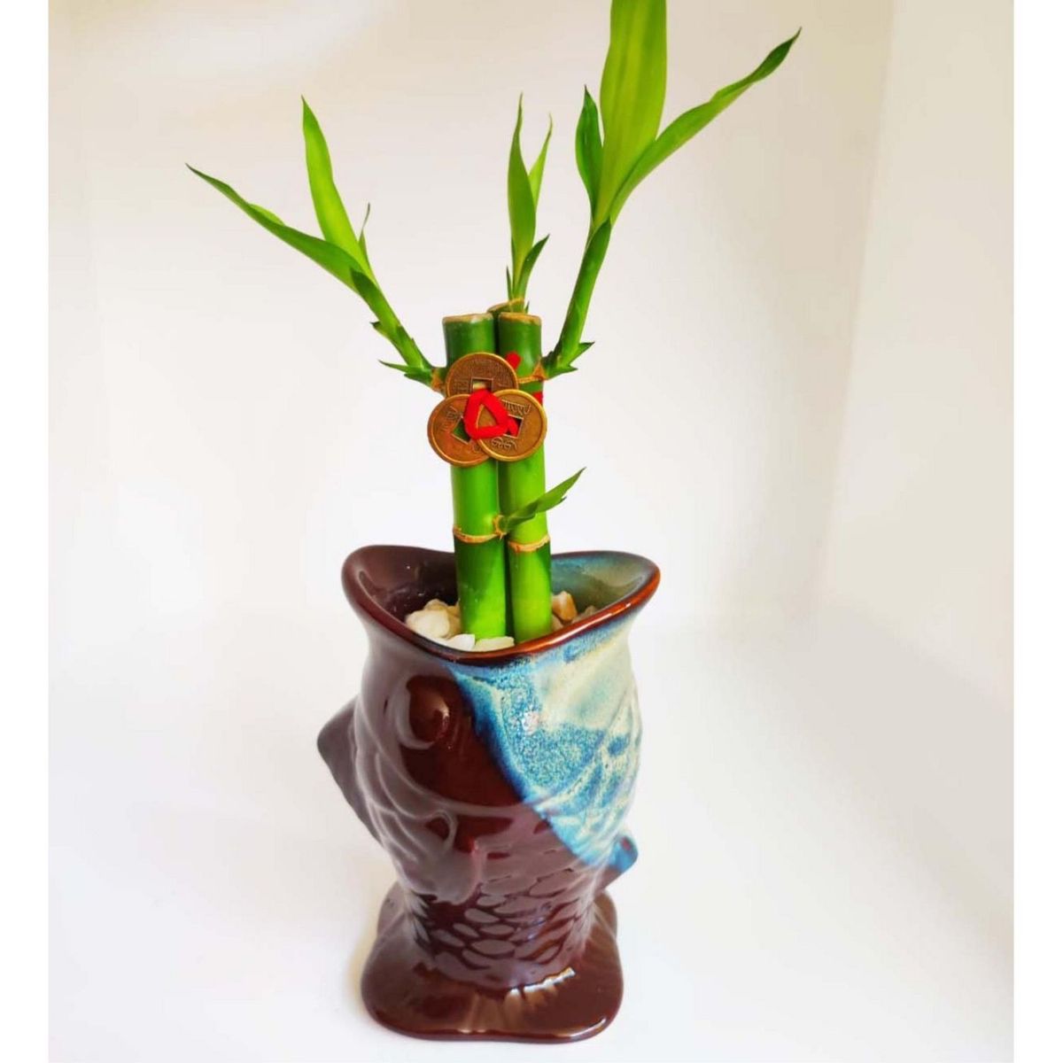 KOKEMARU - Pez Koi Bambú 3 Varas