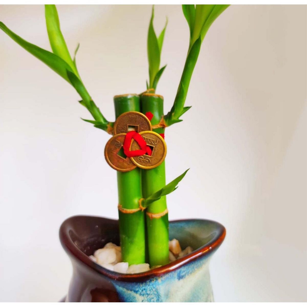 KOKEMARU - Pez Koi Bambú 3 Varas