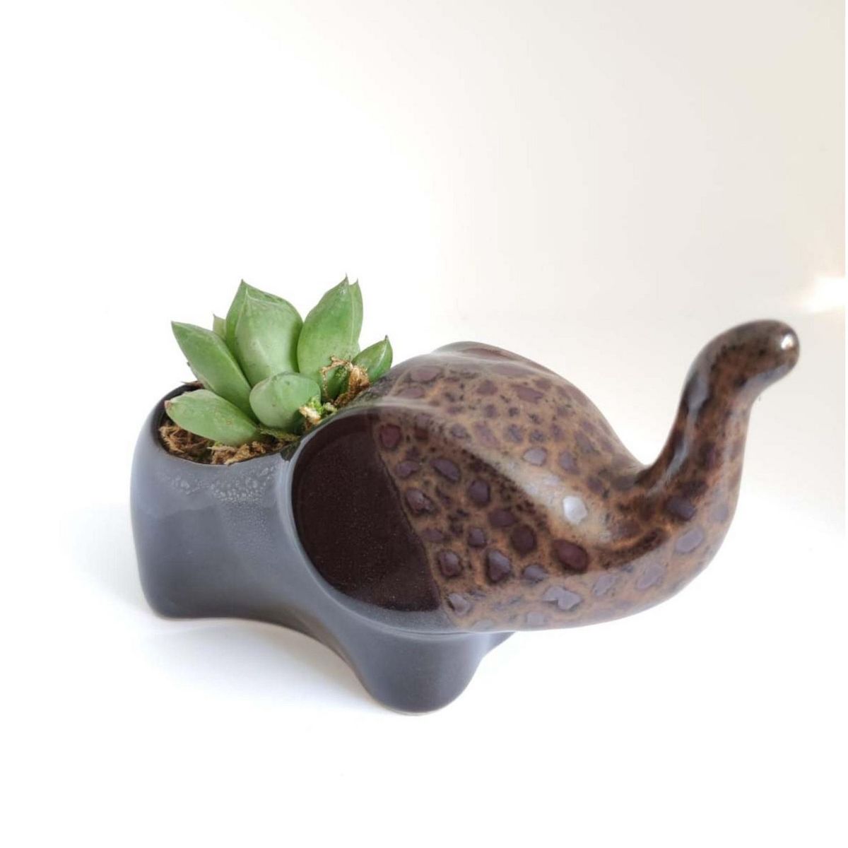 KOKEMARU - Suculenta en Maceta de Elefante
