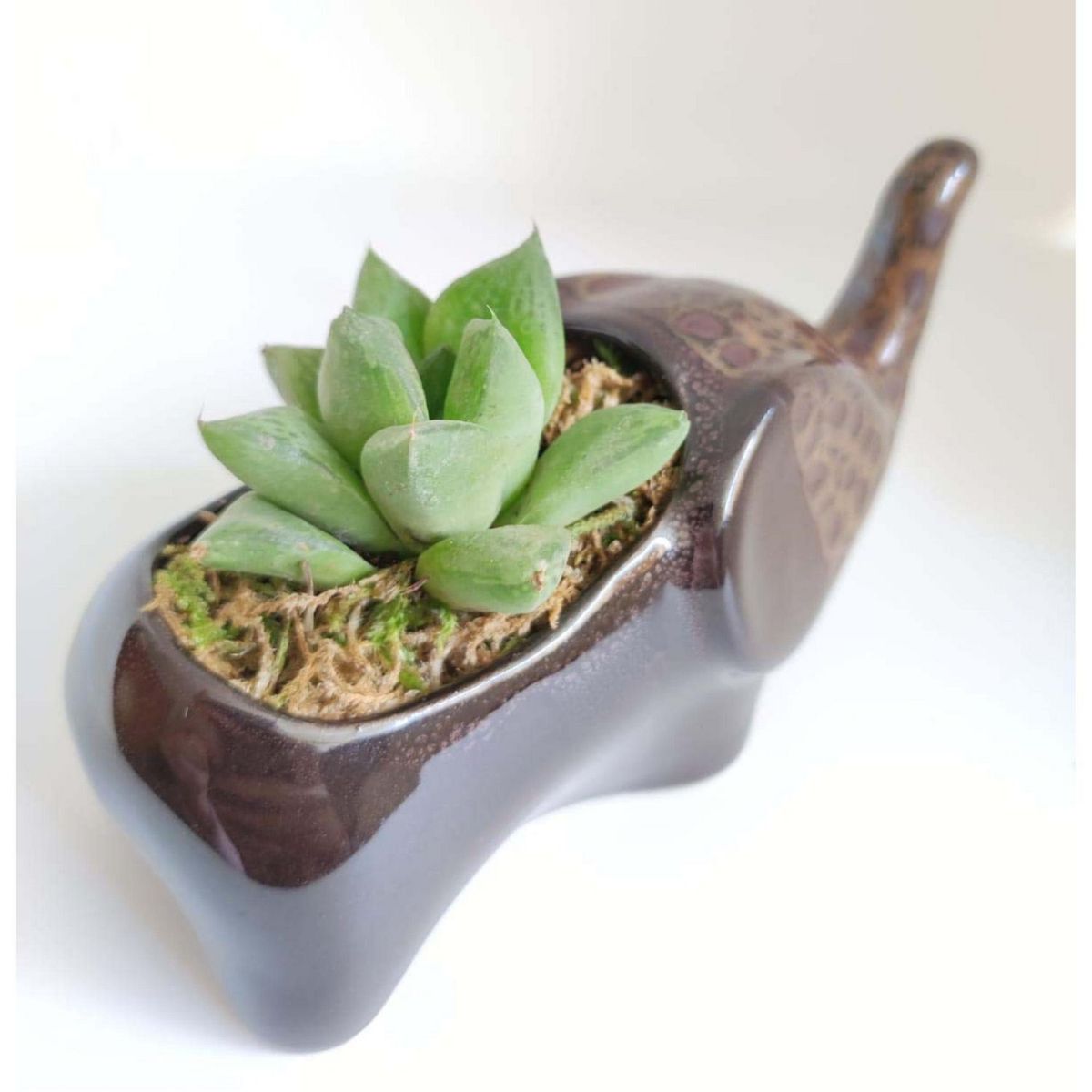 KOKEMARU - Suculenta en Maceta de Elefante