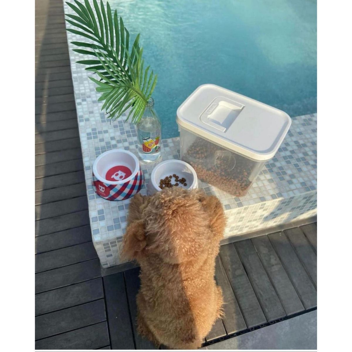 PETIZOOS - Contenedor de Alimentos para Mascotas Blanca