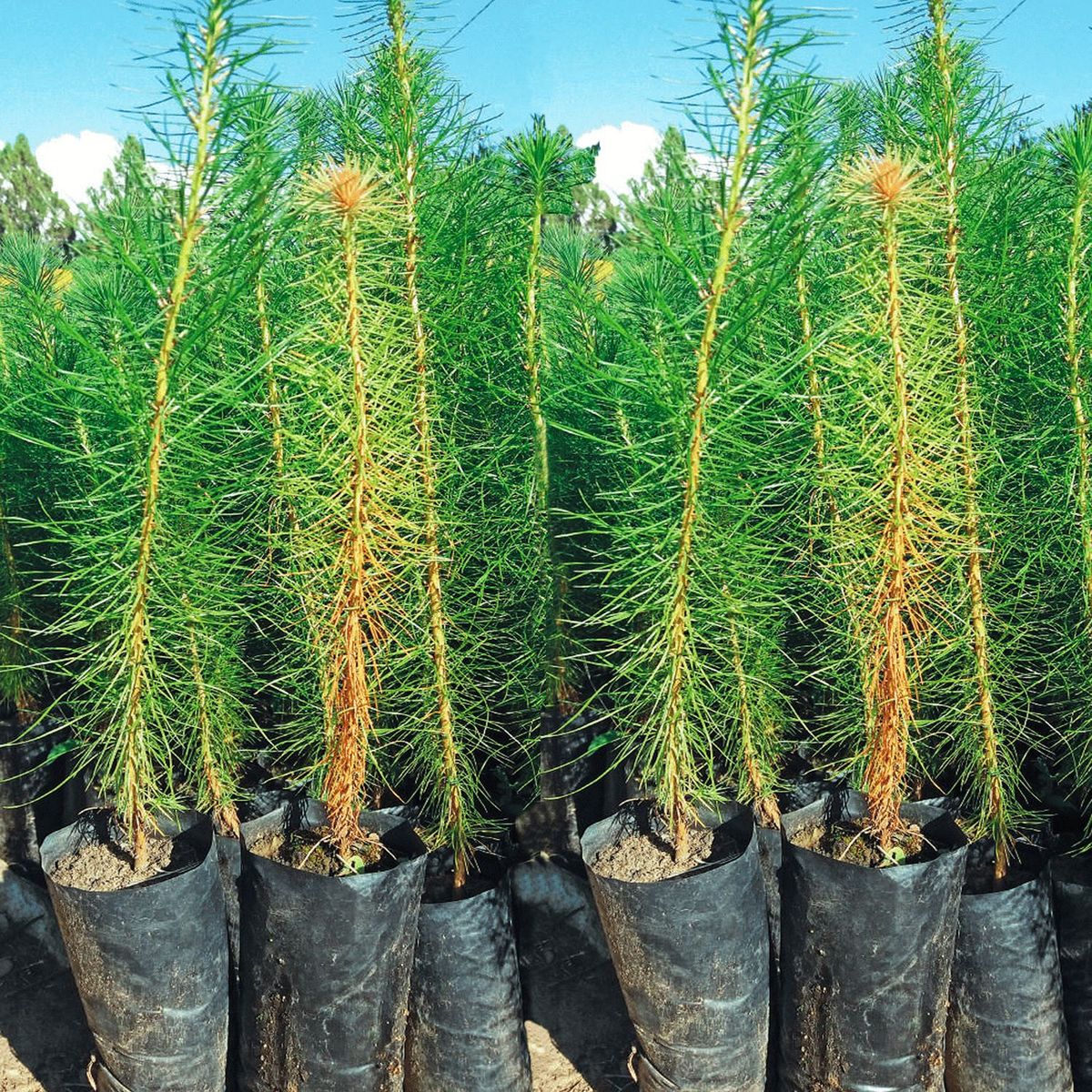  - Planta de Exterior Árbol Pino Radiata 25cm