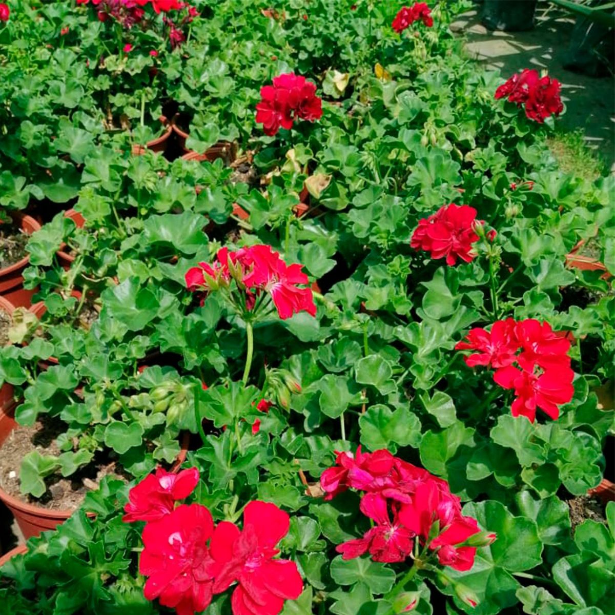  - Planta de Exterior Con Flor Geraneo Hiedra 25cm