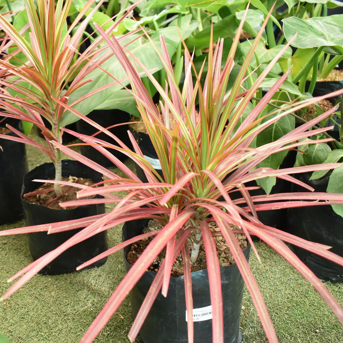  - Arbusto Dracenea Tricolor 75cm