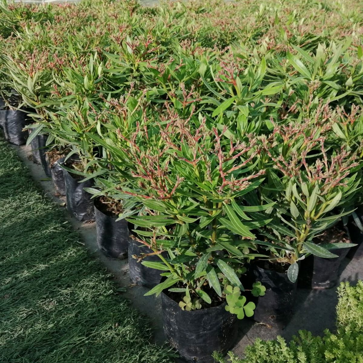  - Arbusto Laurel de Flor Enano 50cm