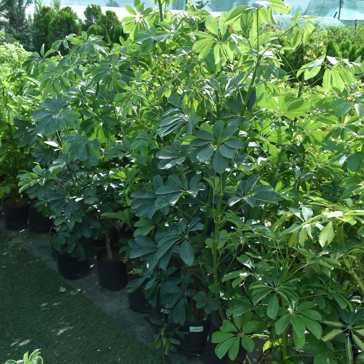  - Arbusto Cheflera Variegata 100 cm