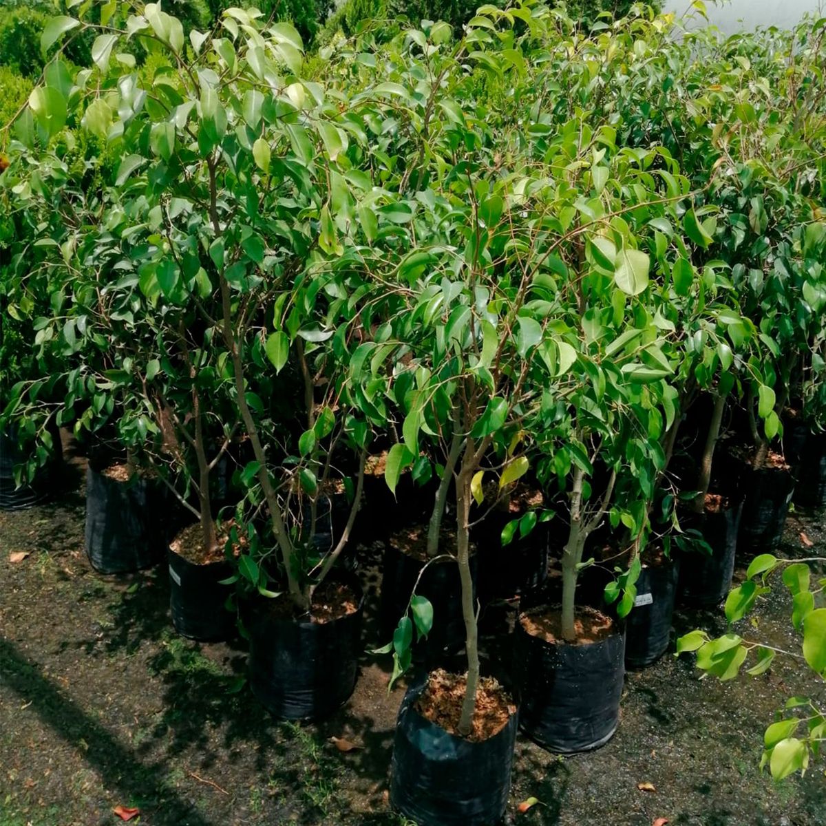  - Planta de Exterior Árbol Ficus 50cm