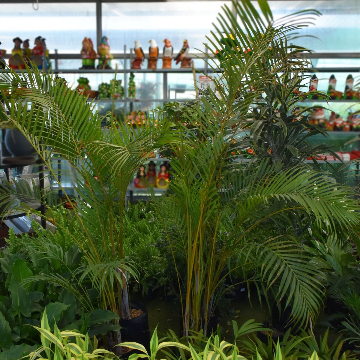  - Planta de Exterior Palmera Hawaina 50cm