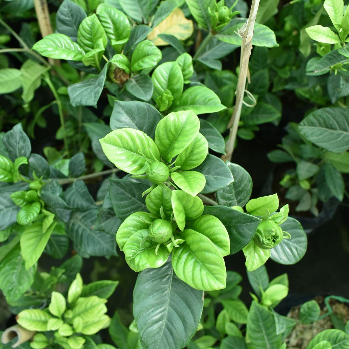  - Planta de Exterior con Flor Gardenia 75cm