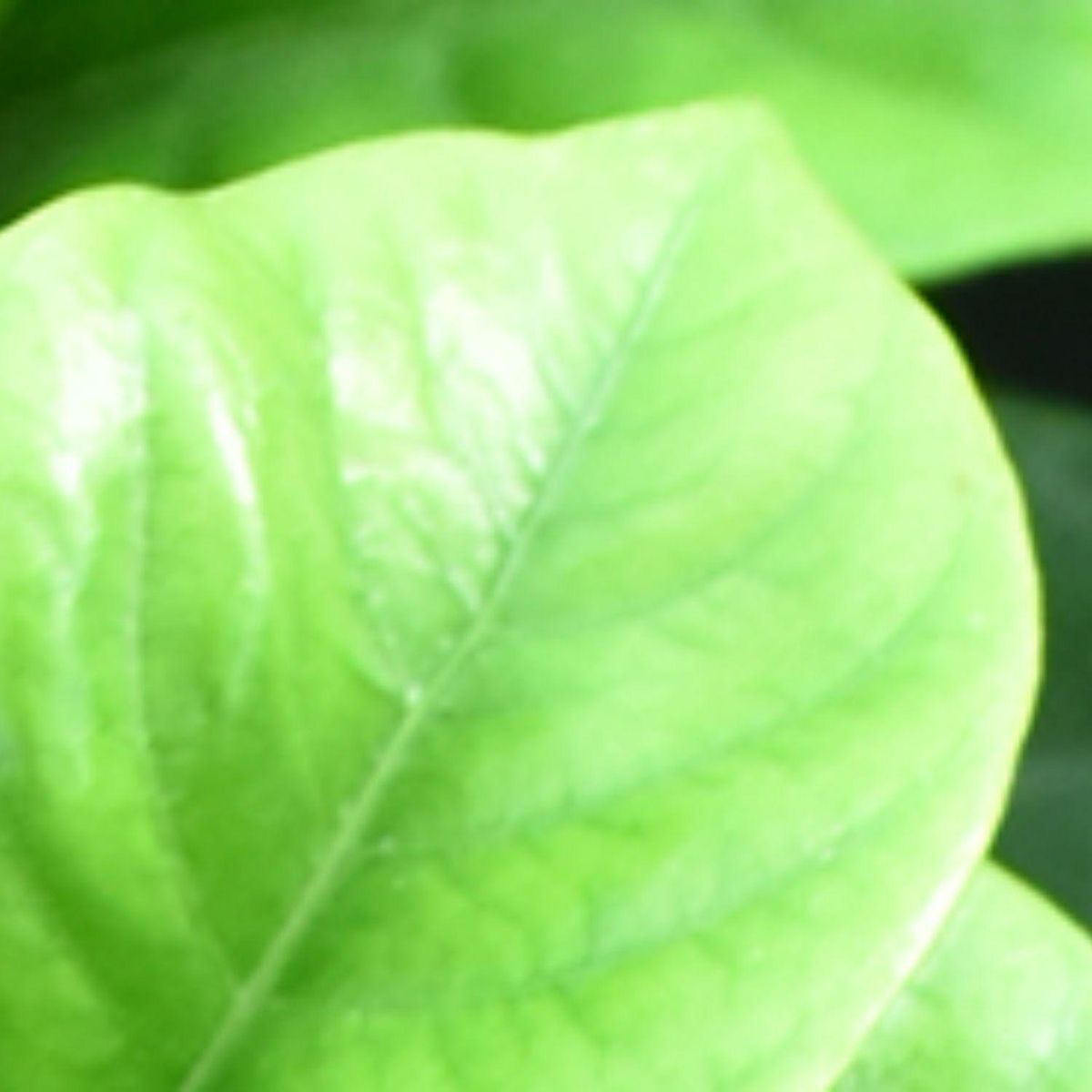  - Planta de Exterior con Flor Gardenia 75cm