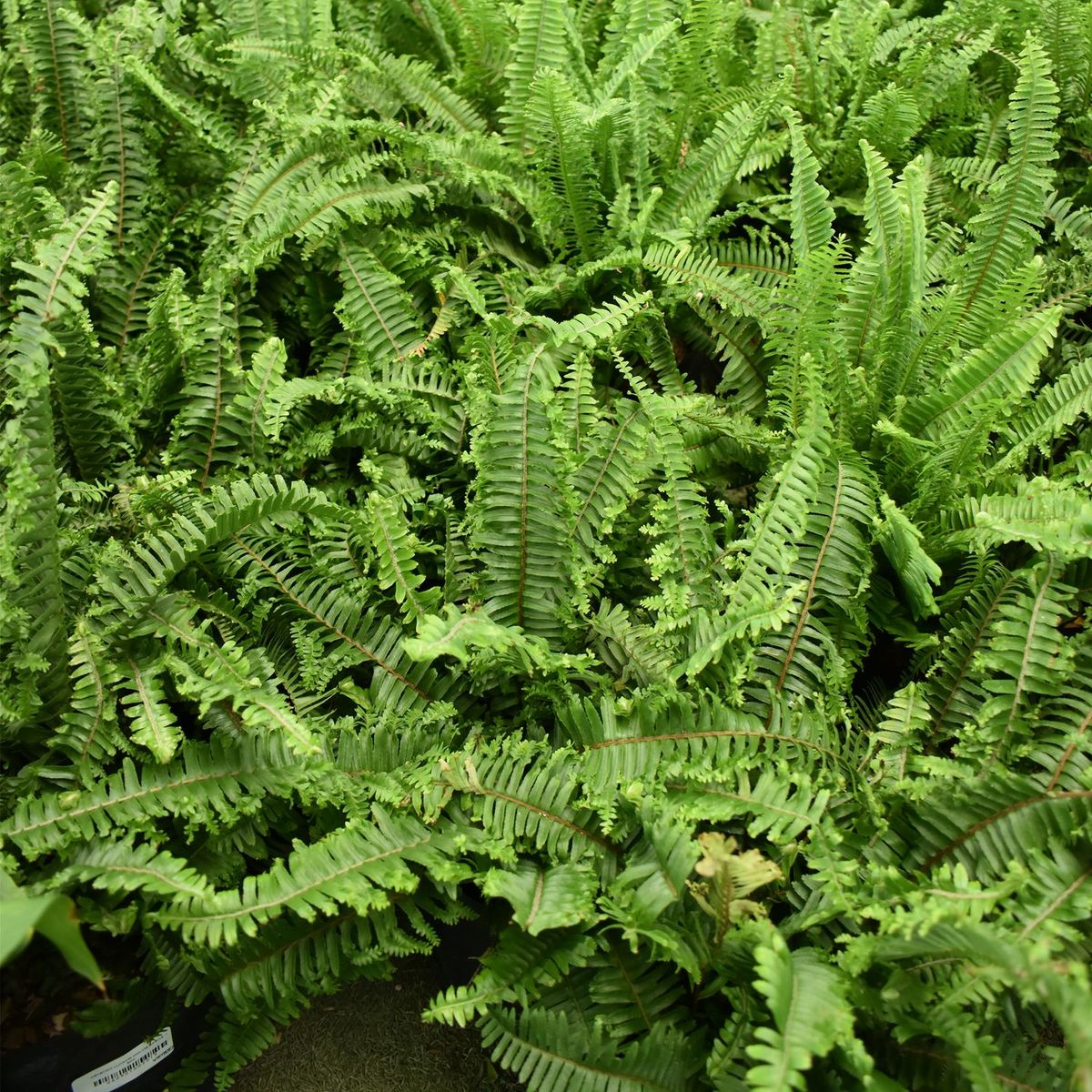  - Arbusto Helecho Lloron 25cm