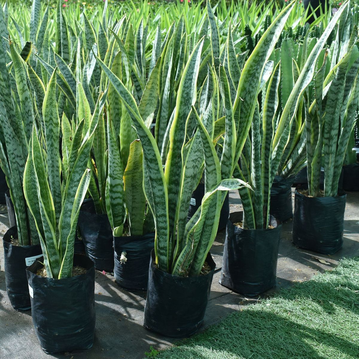  - Arbusto Lengua de Suegra 50cm