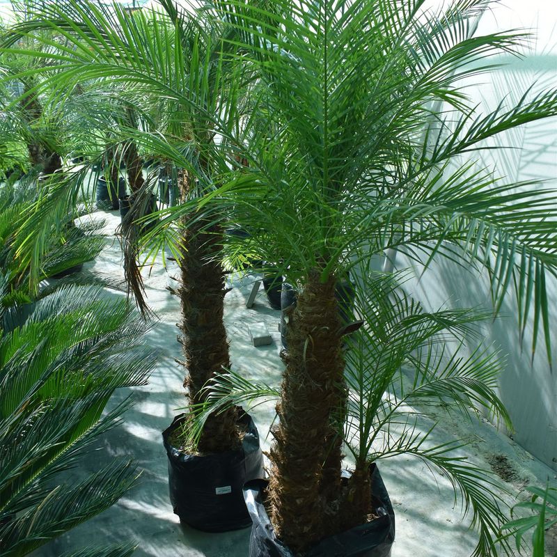  - Planta de Exterior Palmera Rubelina 50cm
