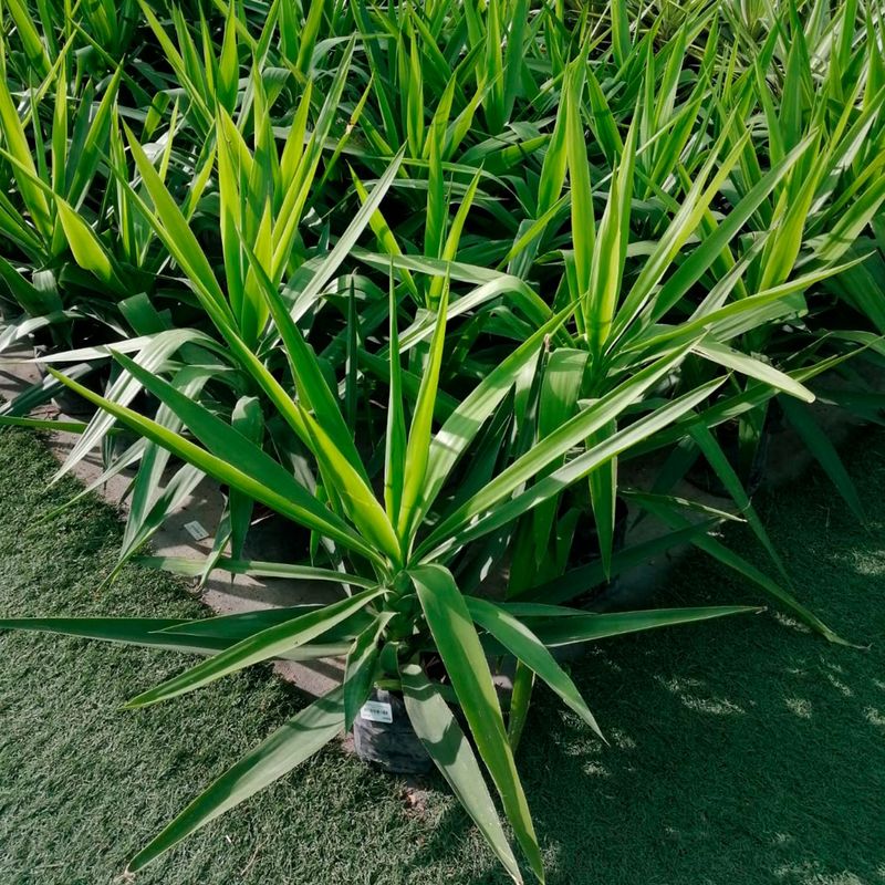  - Arbusto Yuca Verde Sin Penacho 50cm