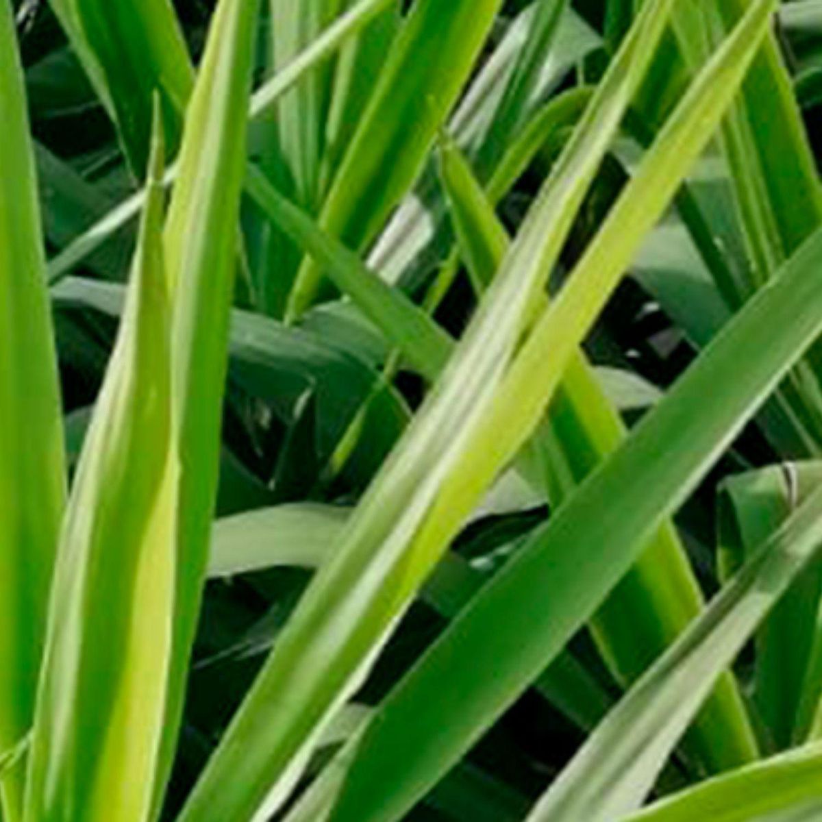 Arbusto Yuca Verde Sin Penacho 50cm, marca  - Foto 2