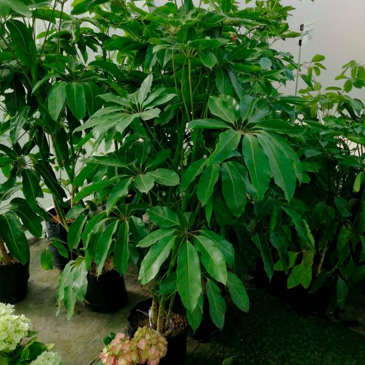  - Arbusto Cheflera Gigante 100cm