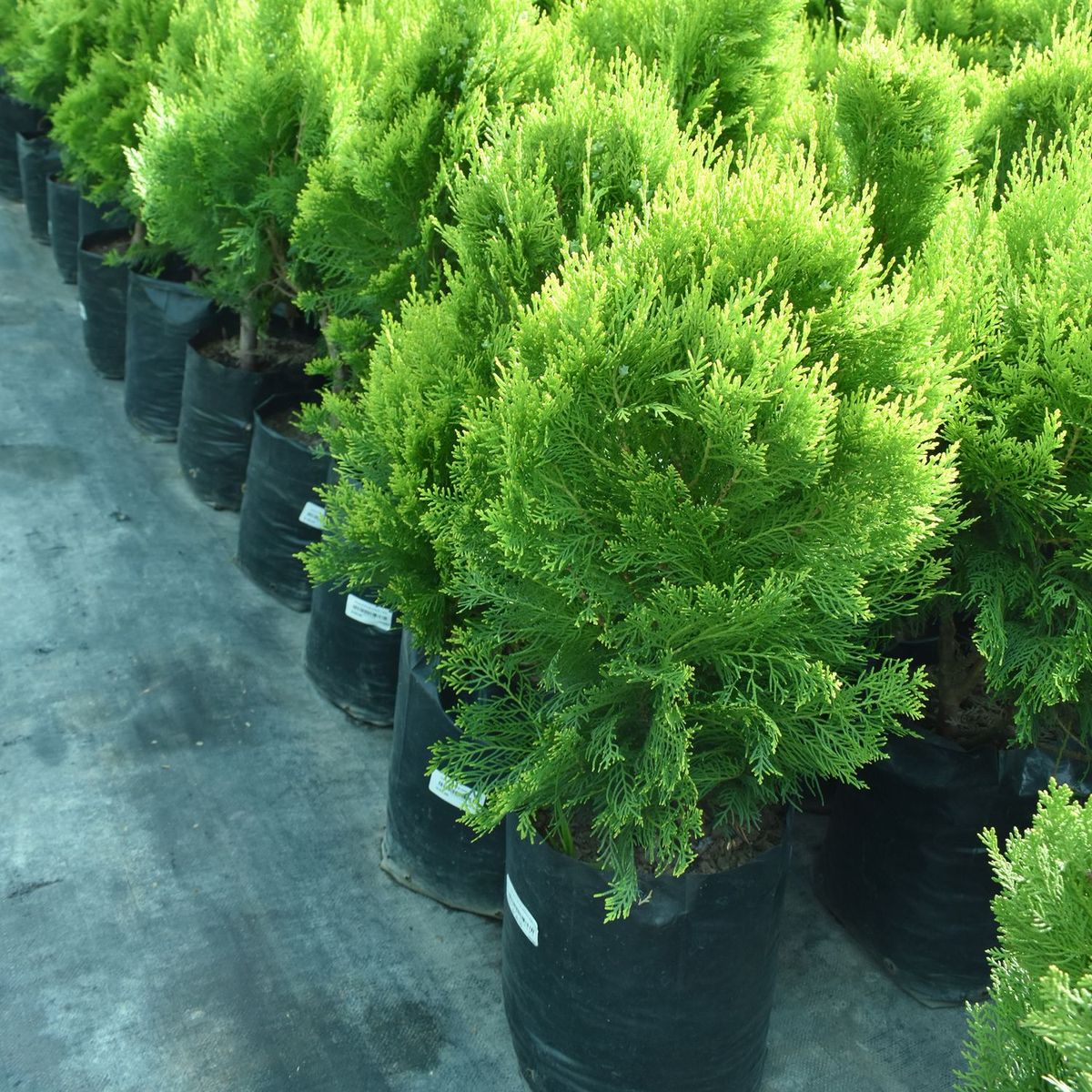  - Planta de Exterior Arbusto Thuja 50cm
