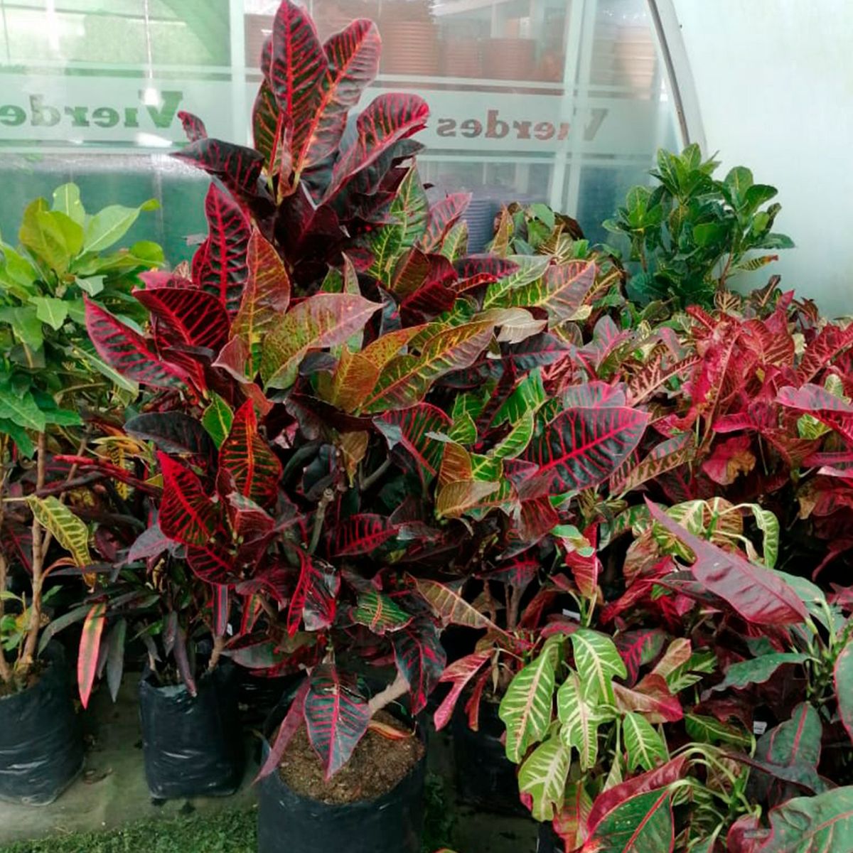  - Planta de Exterior Arbusto Croto 75 cm