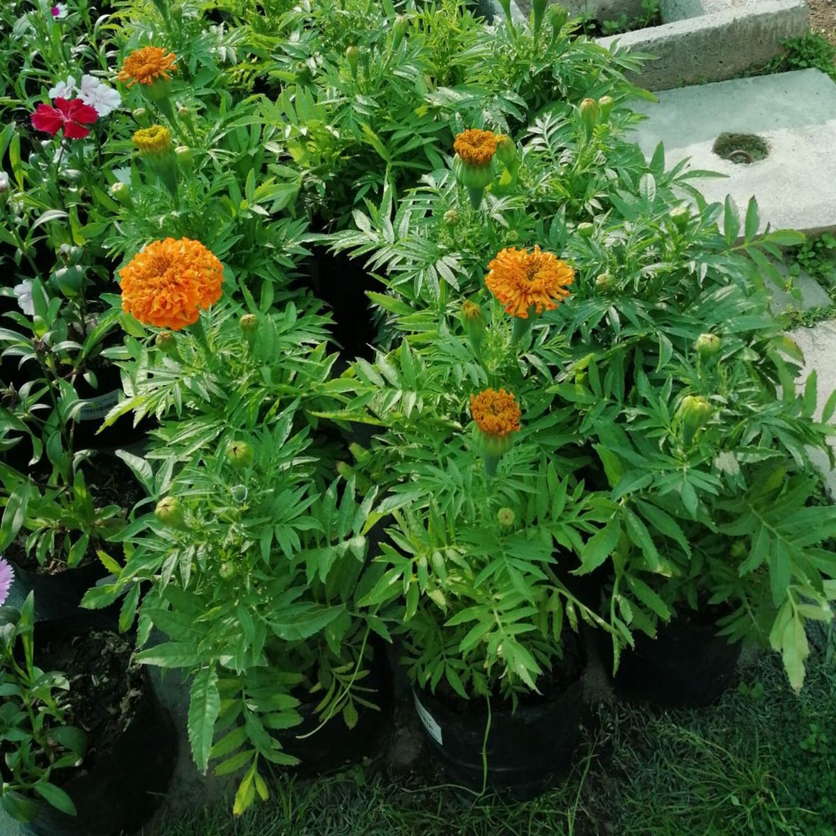  - Planta de Exterior Marigold Enano 25cm
