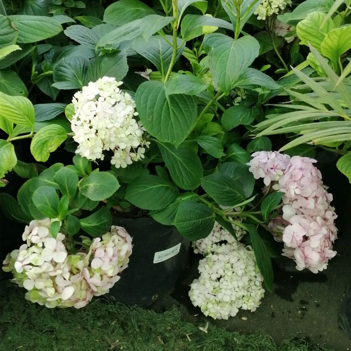  - Planta de Exterior con Flor Hortensia de Colores 50cm