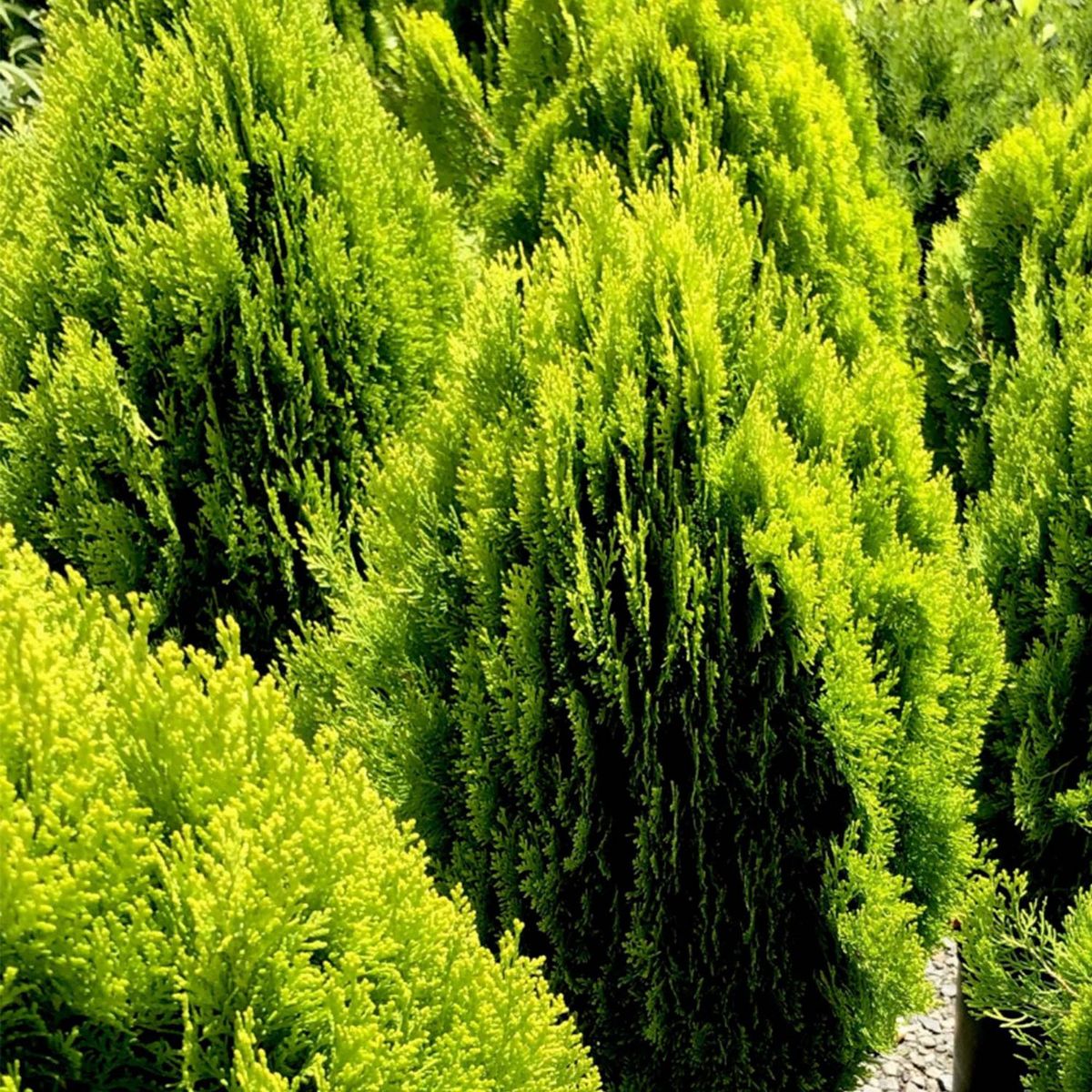  - Arbusto Natural Thuja 125cm