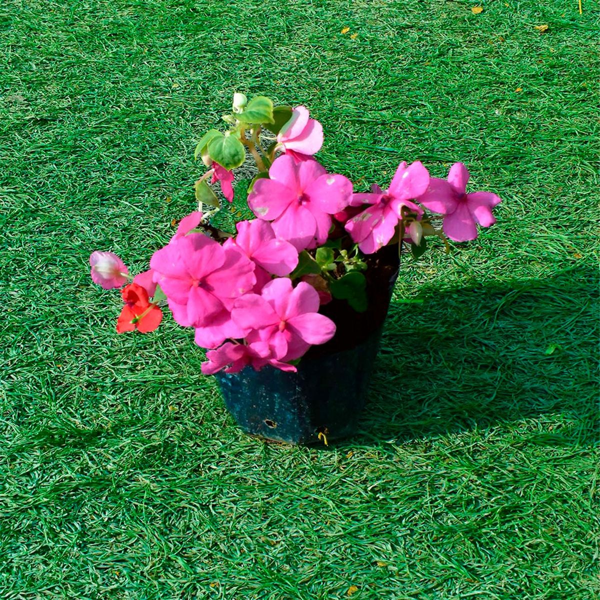  - Planta de Exterior Alegría del Hogar 25cm