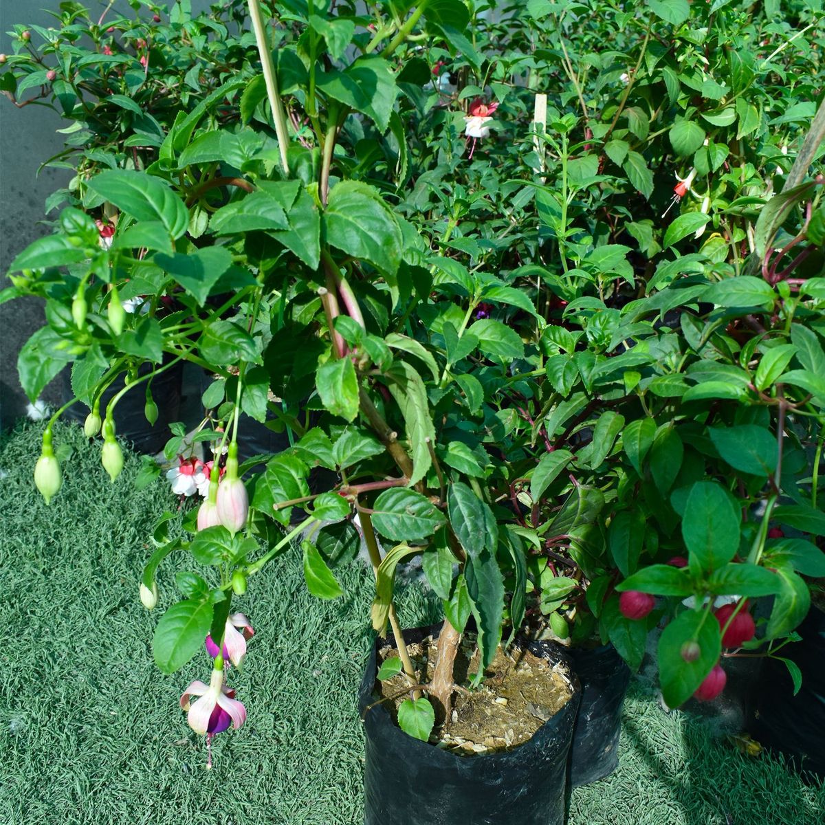  - Planta de Exterior Fucsia Enana 50cm