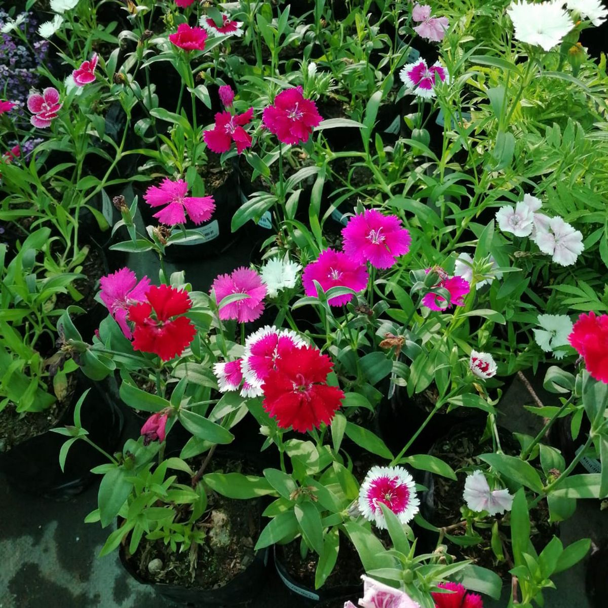  - Planta de Exterior Clavelina Mixta 25cm