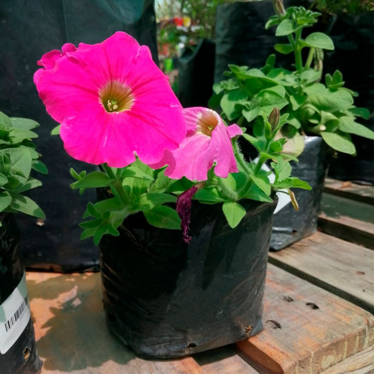  - Planta de Exterior Petunia 25cm